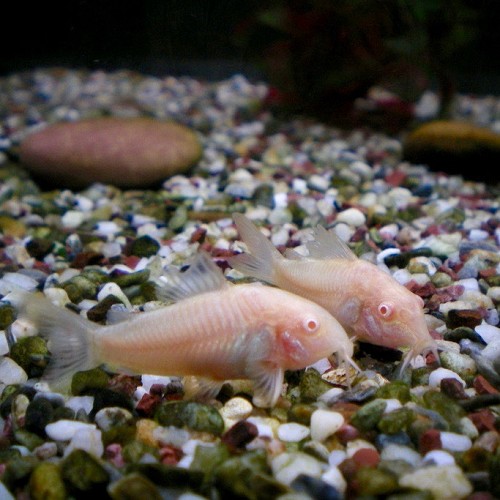 Corydoras paleatus albino - Marmorierter Panzerwels albino L